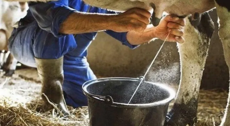 Bir Milyondan Fazla İnekten Süt Toplandı
